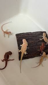 Bearded Dragon Babies 